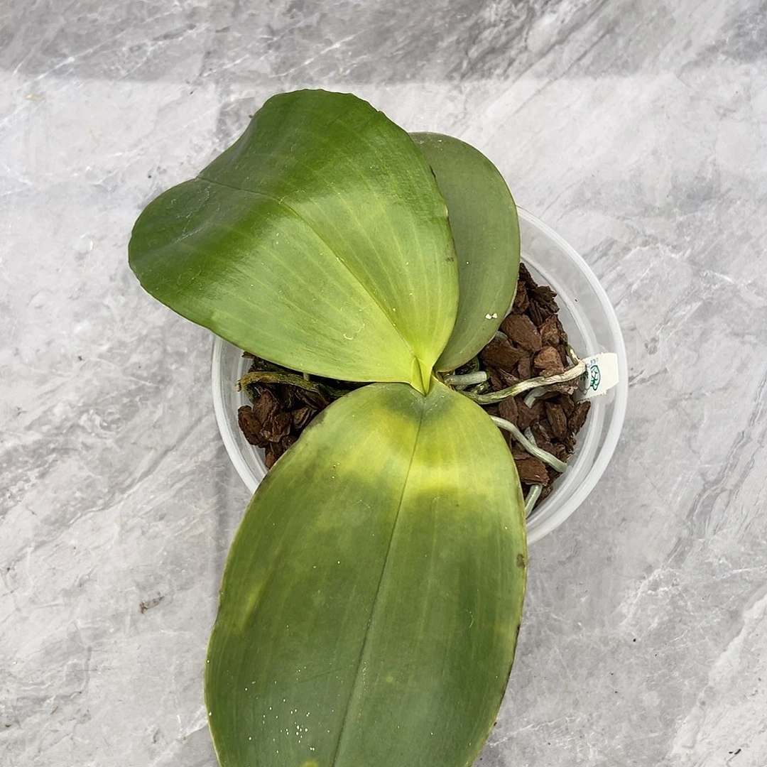 完全开放Pk象叶子微黄4.5