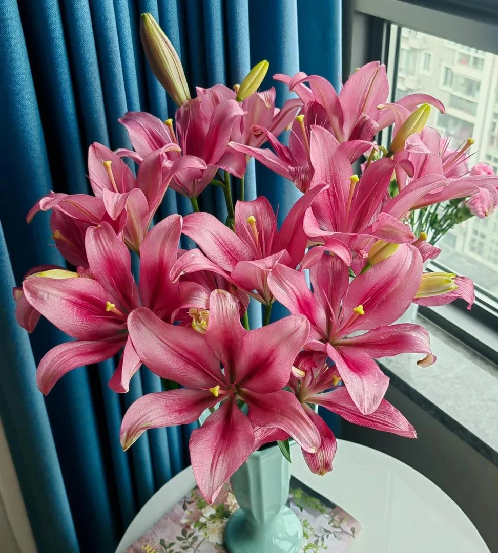 【一品花集】【紫皇后】亚百合活力满满小花苞全场满一单包邮