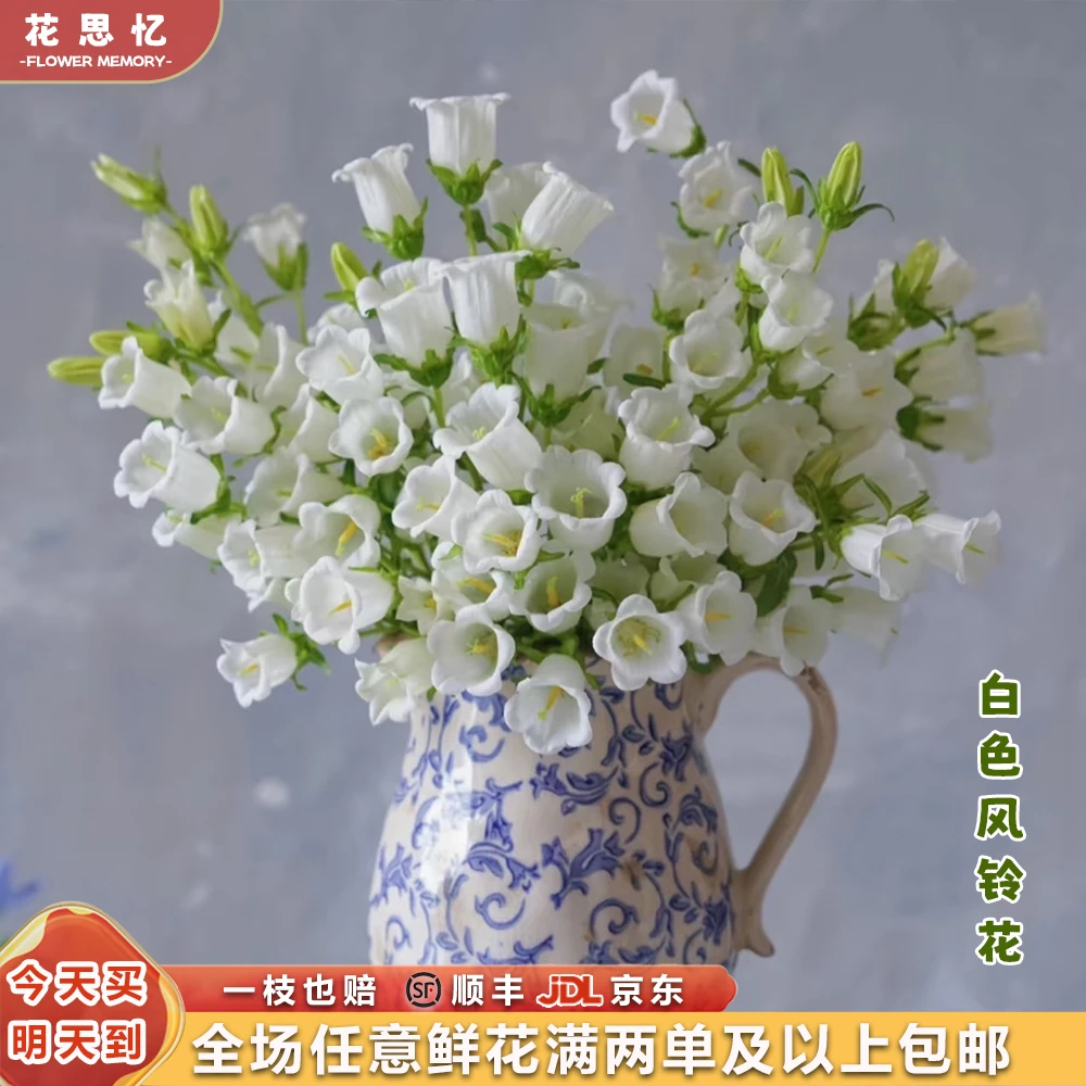 特价『白色风铃花一把』花头又大又圆品质鲜花 全场任意满两单鲜花顺丰京东包邮 三单鲜花送玻璃花瓶直播次日达