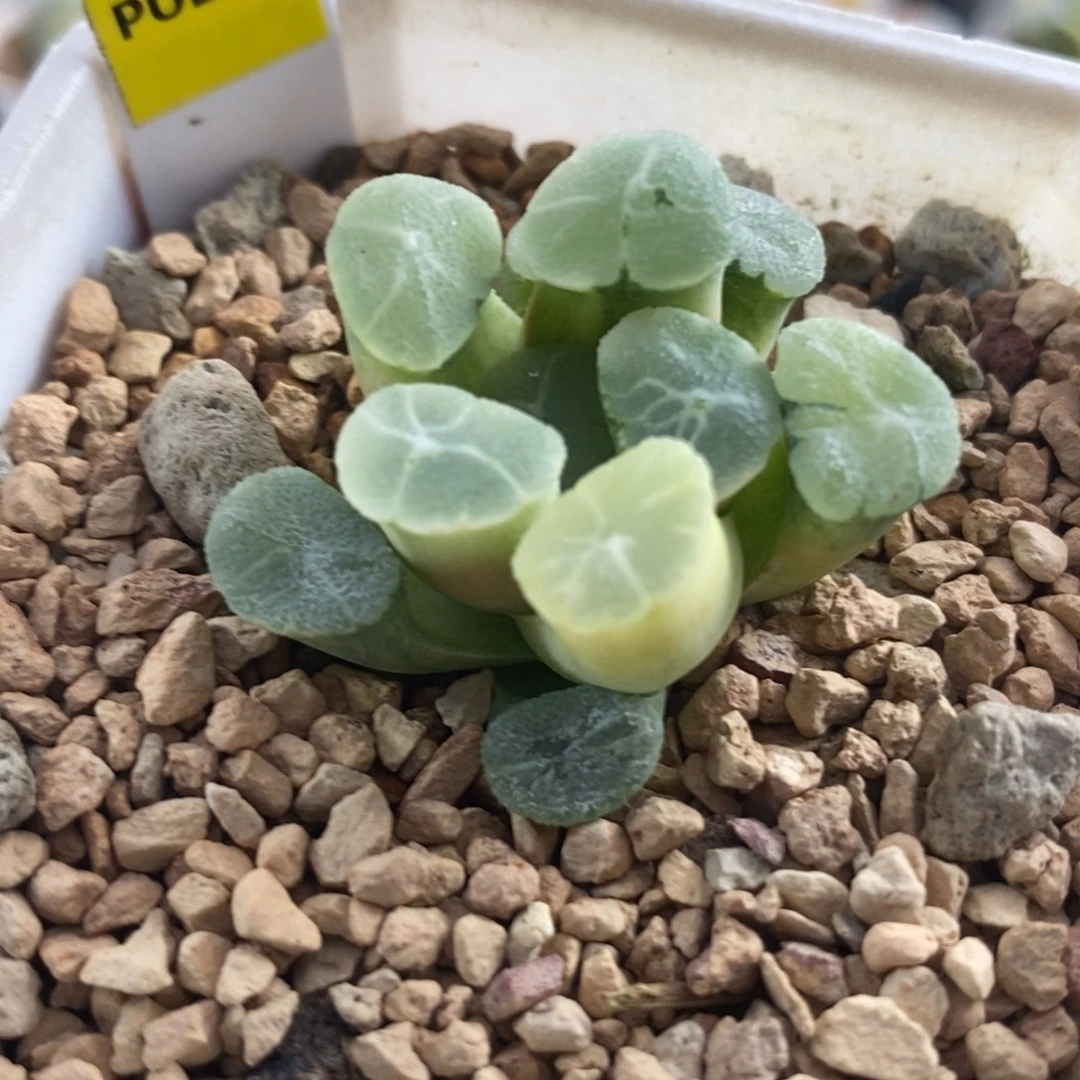 49万象锦一物一拍