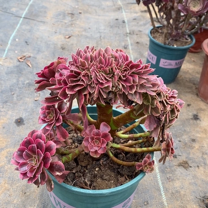 美杜莎缀多肉植物017