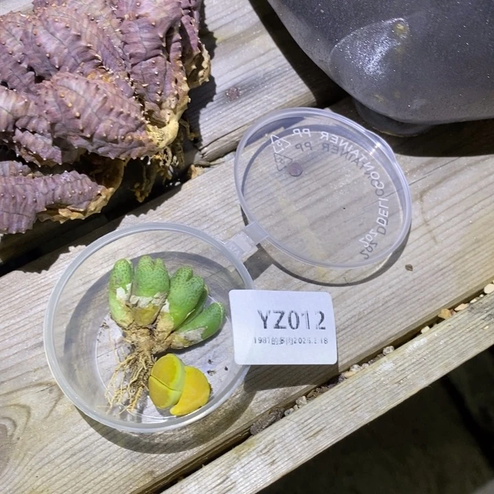 粗砂花盆昊*YZ012盆盆盆盆