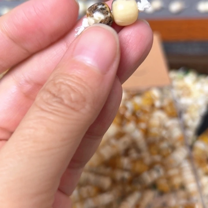 蜜蜡未镶嵌裸石8.7mm一对