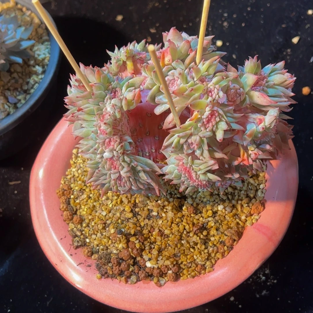 A***I水蜜桃冰魄缀微瑕