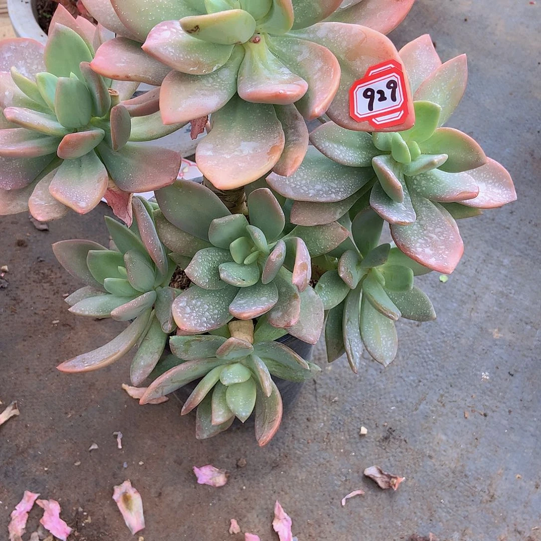 一物一拍多肉929芒果美人