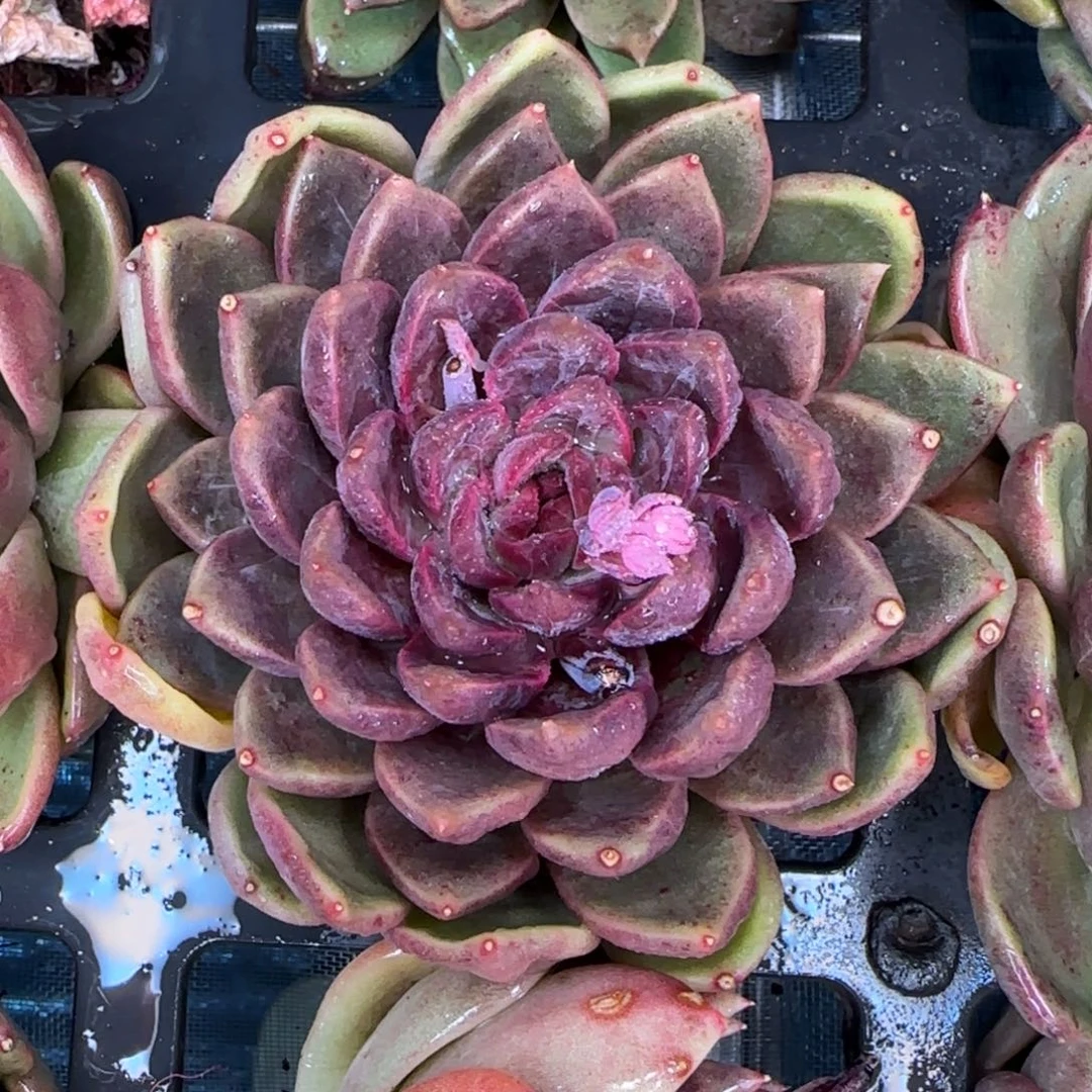 从前慢甄选多肉编号宝格丽玫瑰