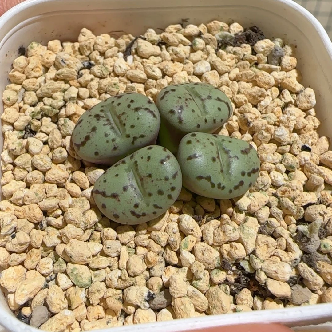 肉锥多肉好看很好看-荷叶1532