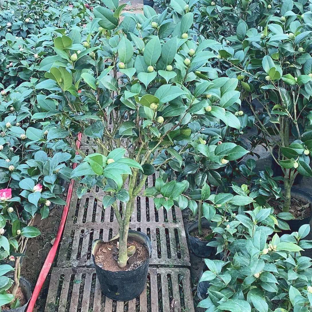 大量花朵（建议范围：8朵-15朵 或40%以上）