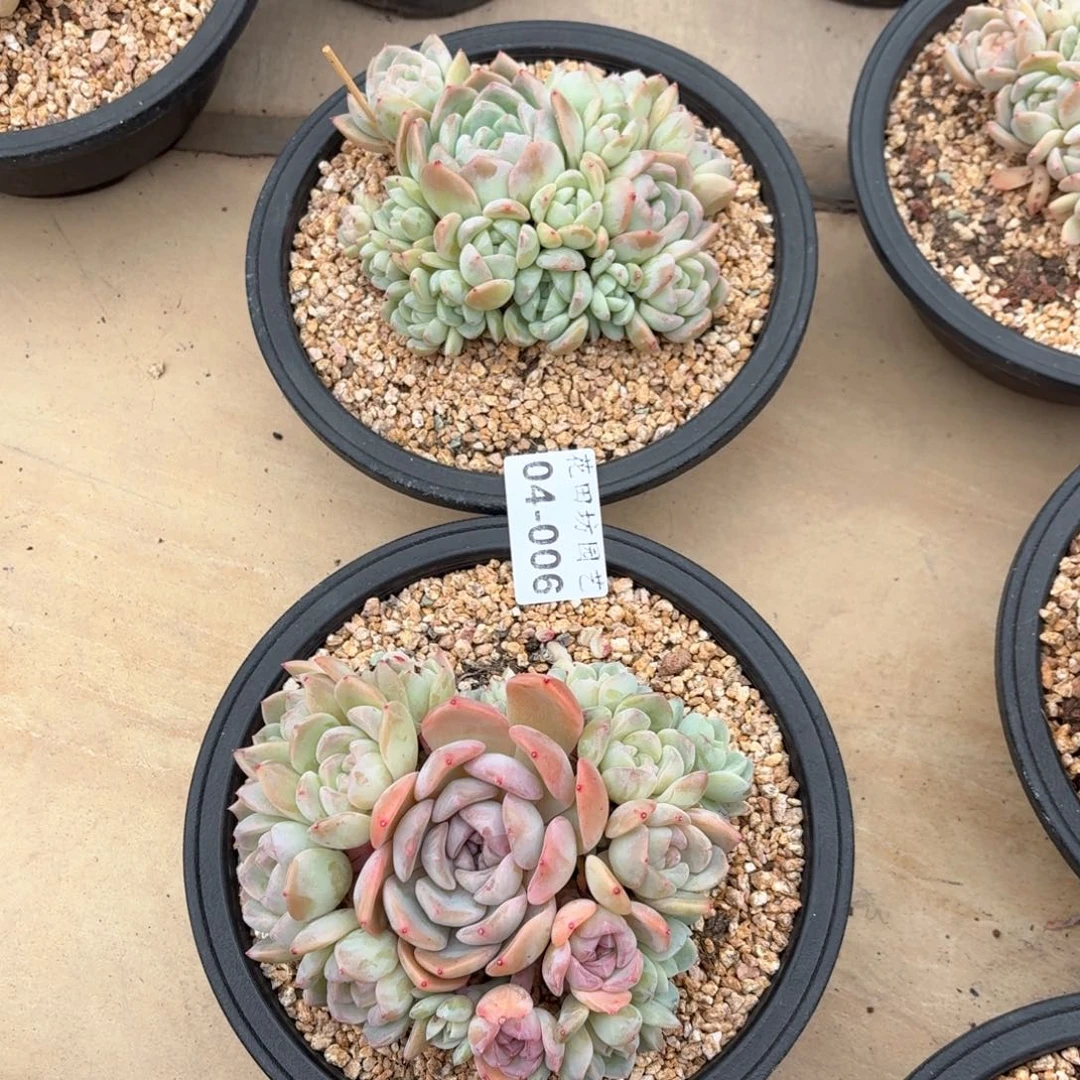 04.006厚梦组合两个