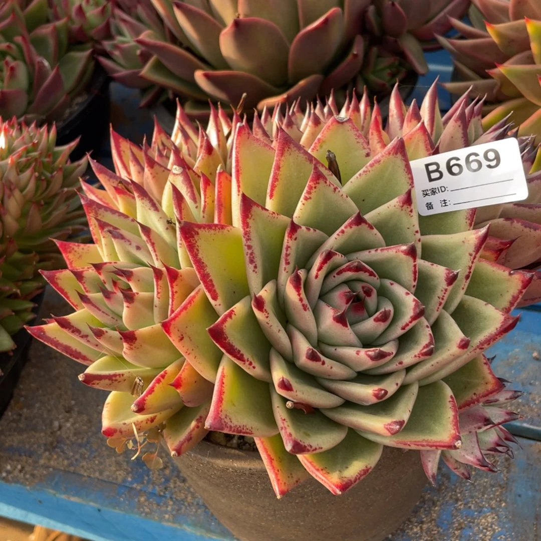 无花朵若如东云筐拍B669