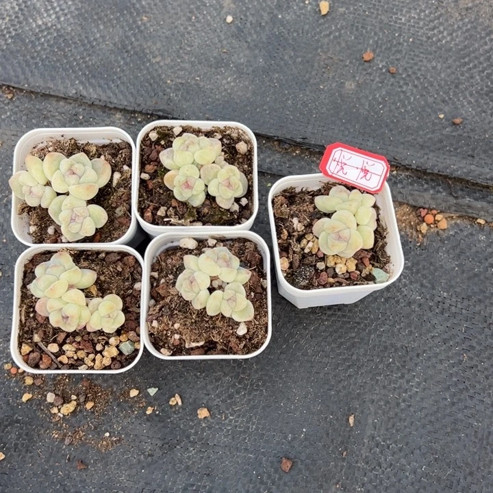 悦悦一物一拍专拍