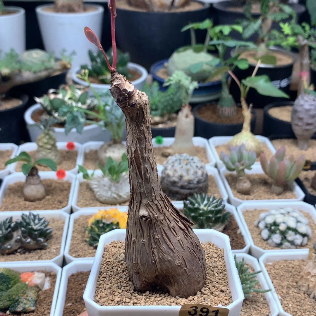 奇异油柑带盆多肉