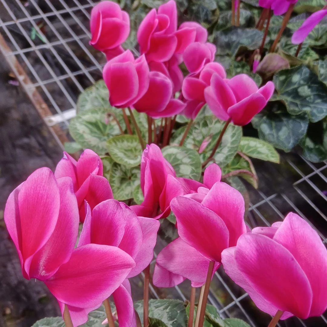 孙先生一代仙客来（荔枝海棠红）