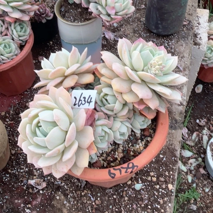 s****r2634恋曲6728