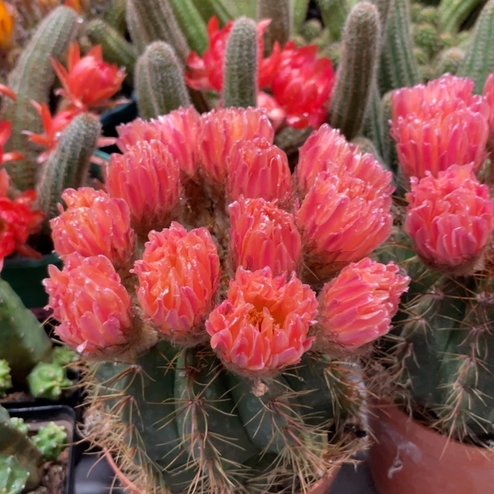 实生红花青丸带花苞