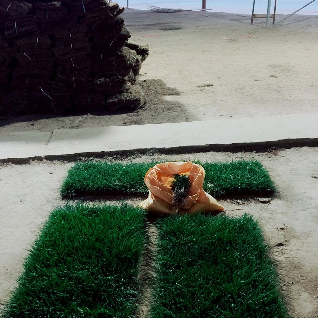 迪***戈无花朵混播果岭草包邮价格，。。。。