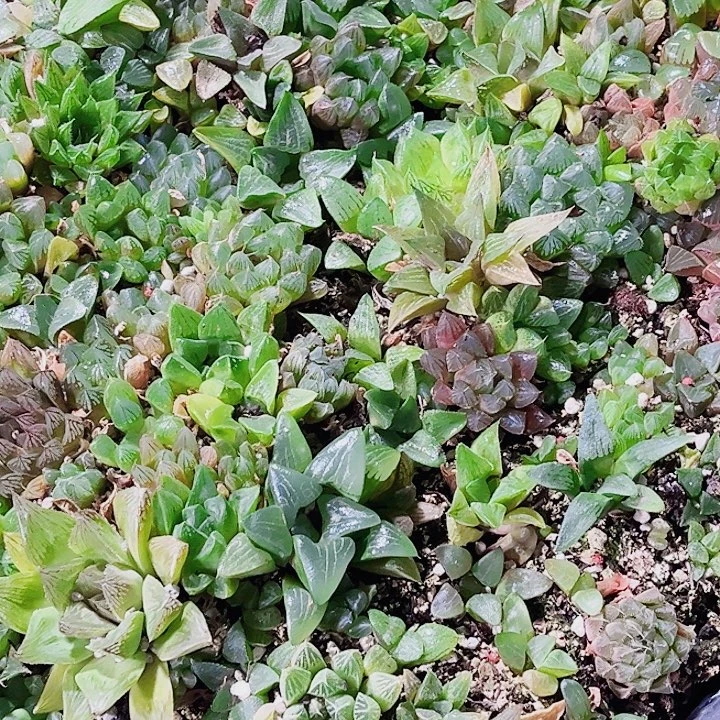 实生雨露寿系列随机挑选
