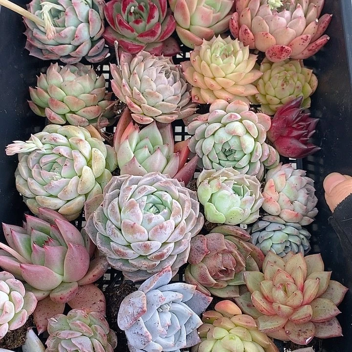 242 多肉植物盆栽花卉植物