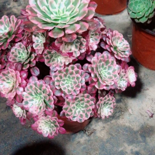 转***路无花朵红铜超白法师多肉植物47号
