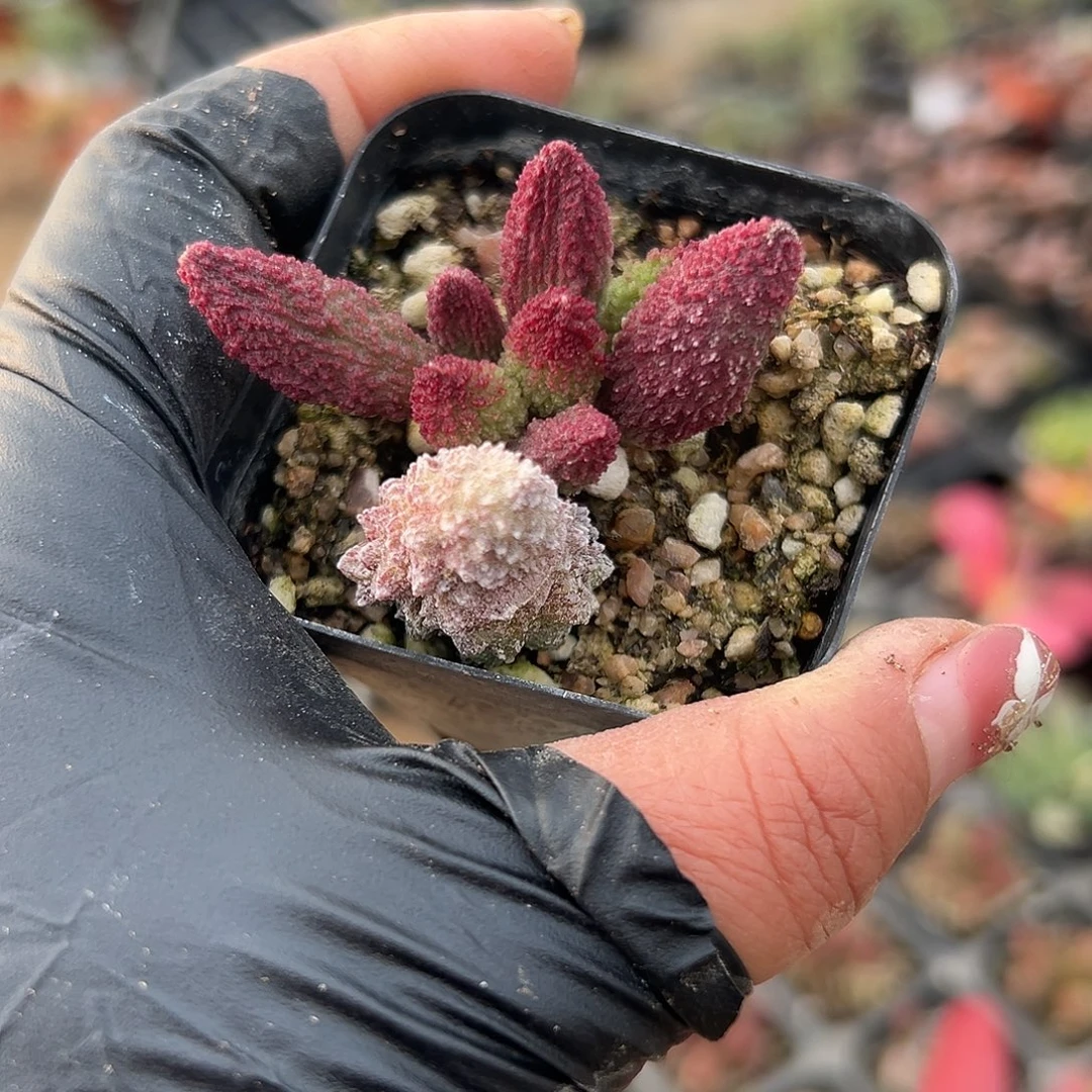 多肉植物朱子玉水泡