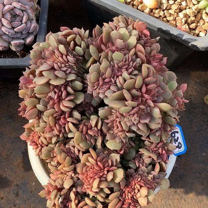 629大红袍缀一物一拍多肉