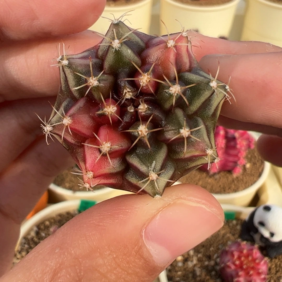 405 好看的米哈冲冲冲