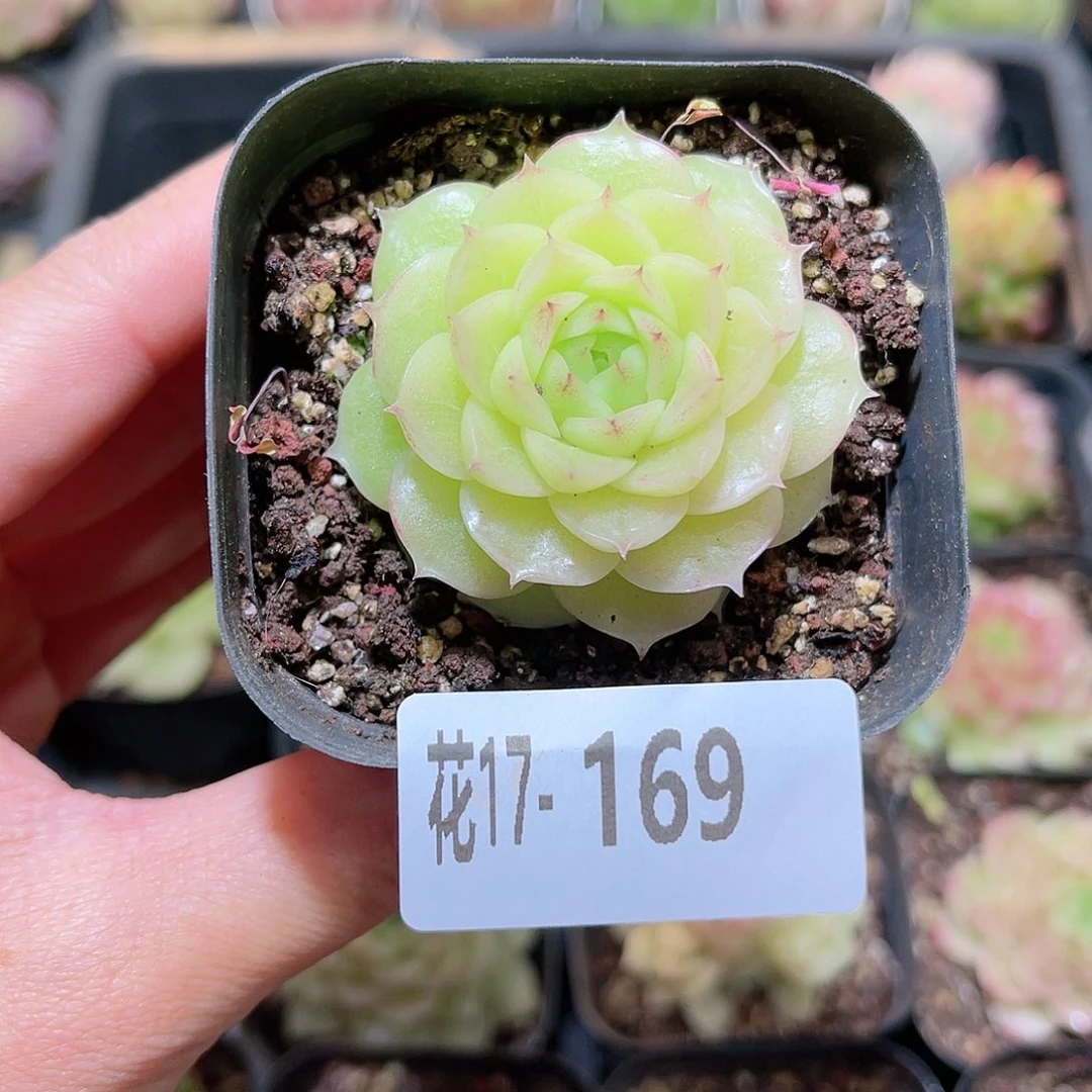 花利美17-169麦秆