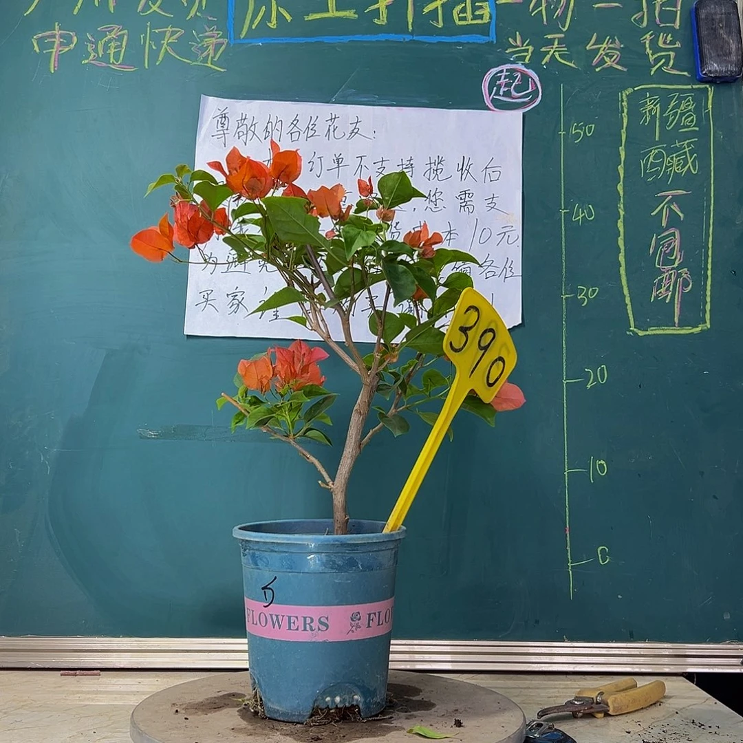 当前无花栽培后可以开花 绿叶夕阳红  390