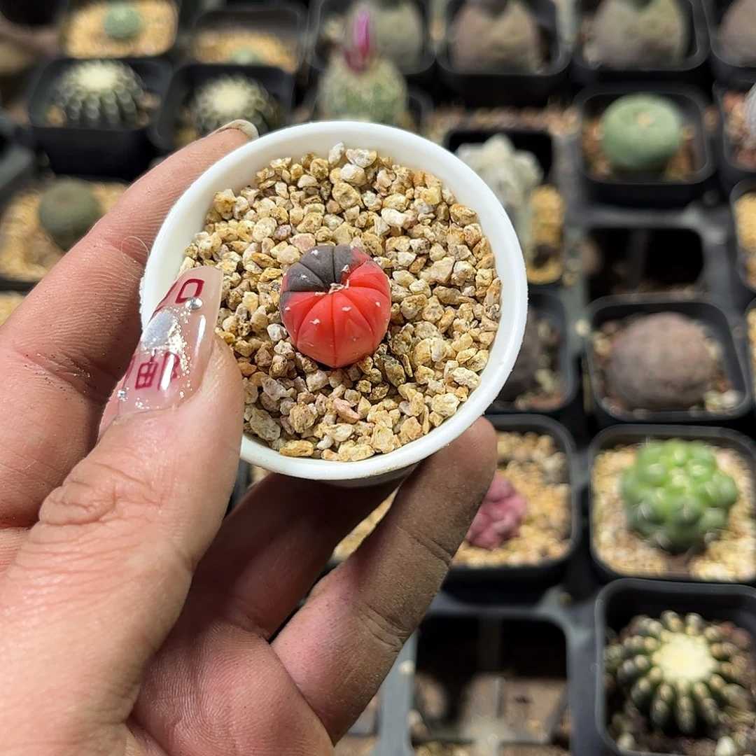 ?**26745一物一拍单头发货