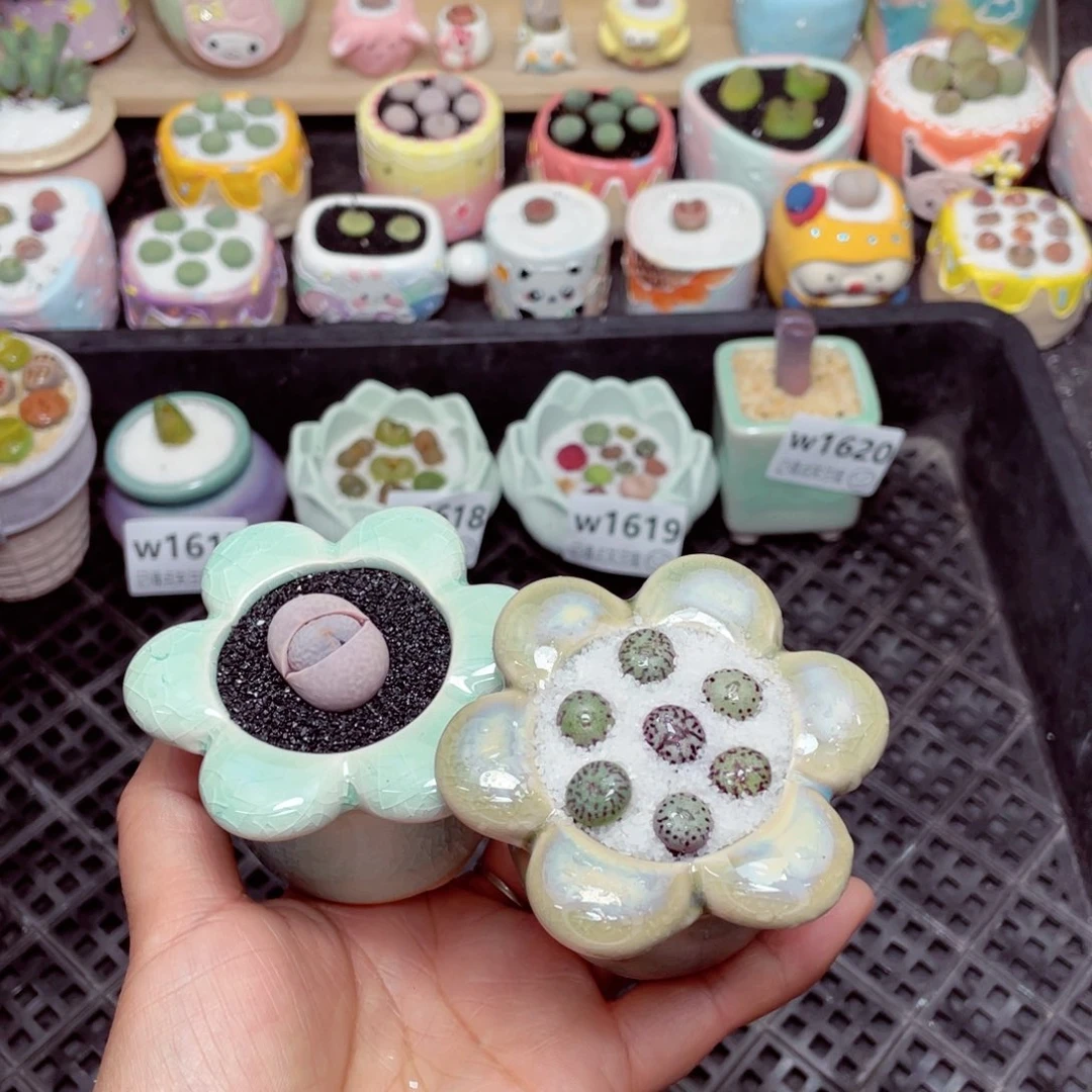 w1621 -零下地区拍保温箱-15支持寄养