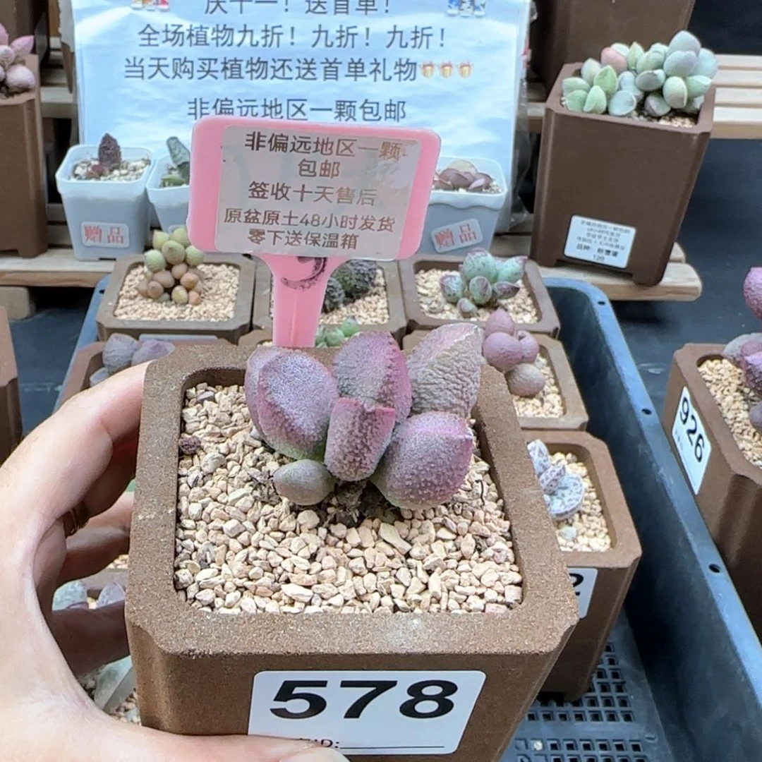 578赛猪肝多肉植物