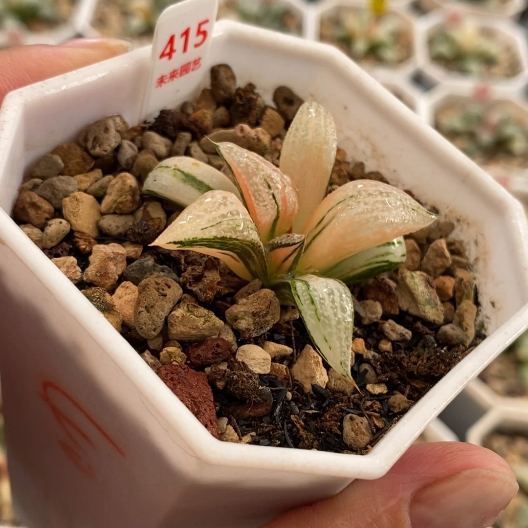 415青蟹寿锦一物一图