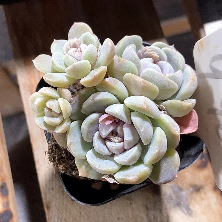 姨*了多肉植物990多肉