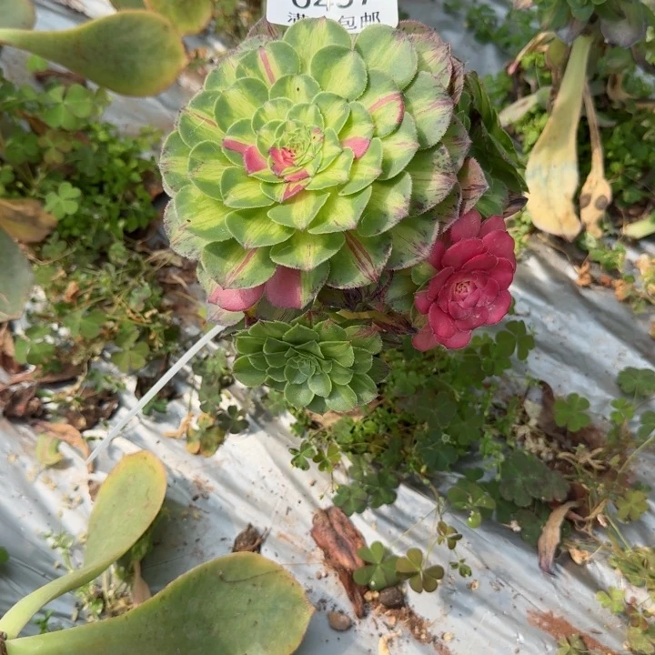 437号知否啊啊啊