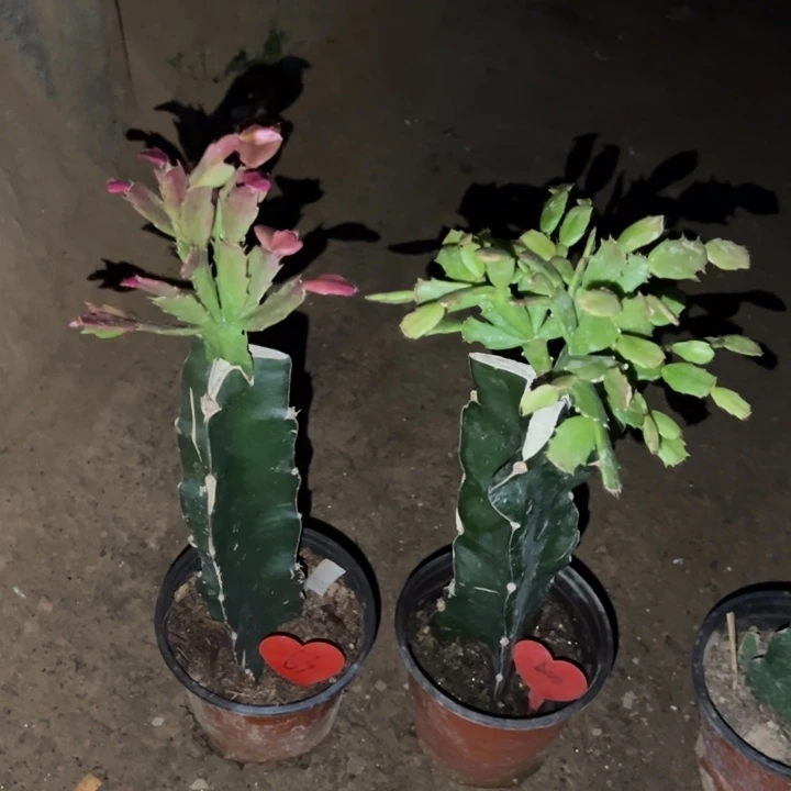 蟹***扬当前无花栽培后可以开花083  63  050  403