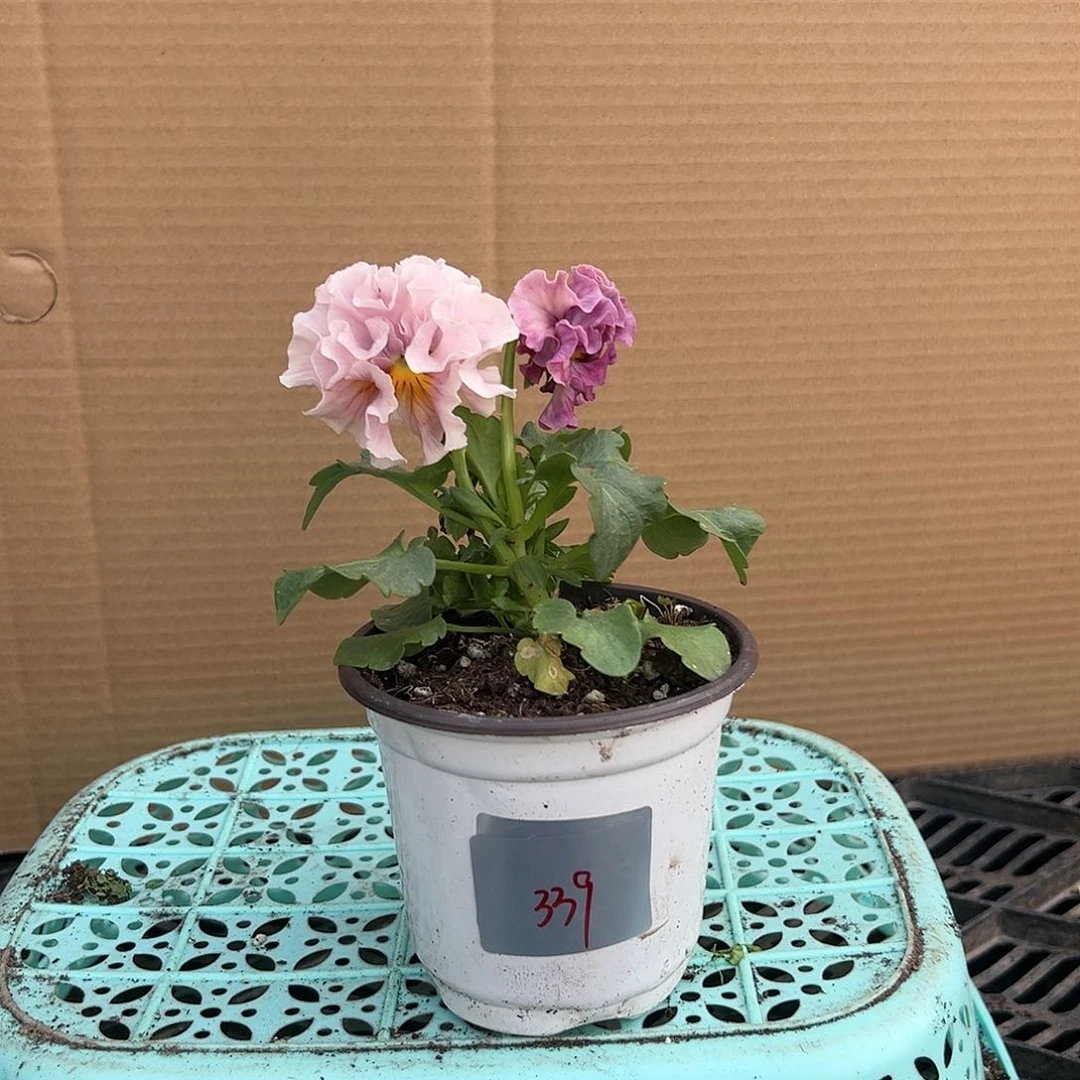 【闪购商品】完全开放339号