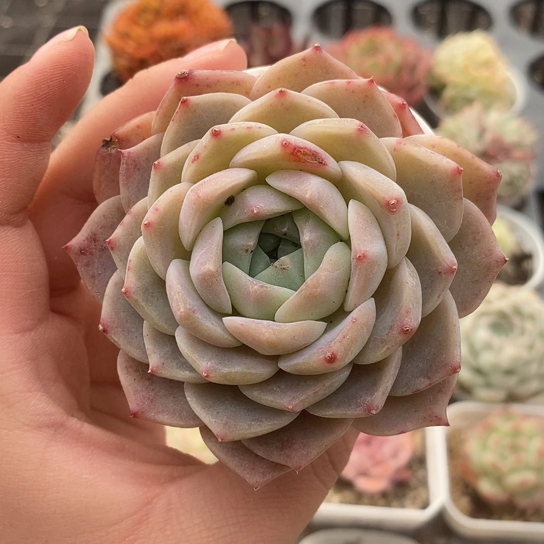 可爱肉肉喜欢拍161