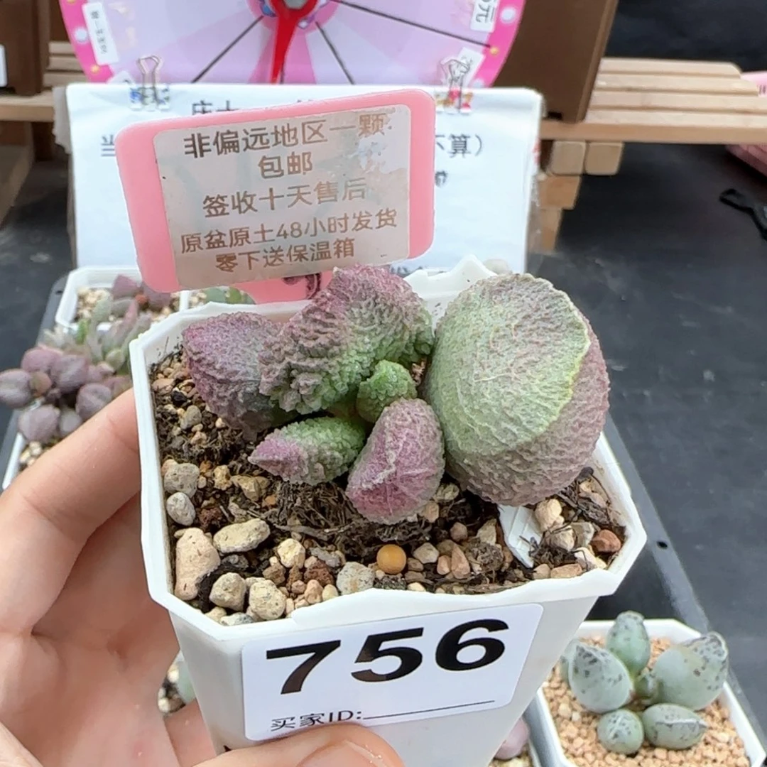 756巨猪宝多肉植物