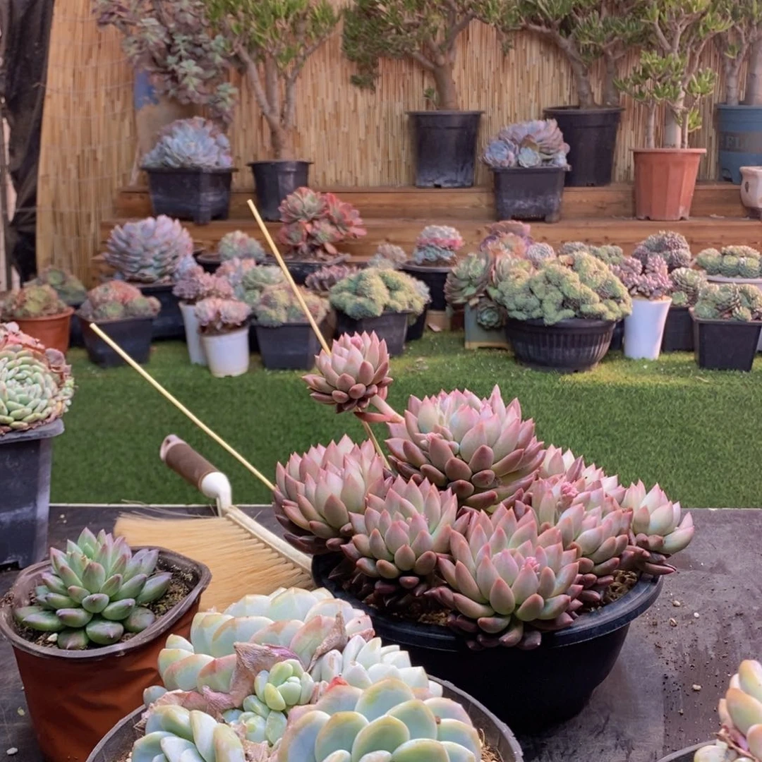 上***调111号冰玉公主