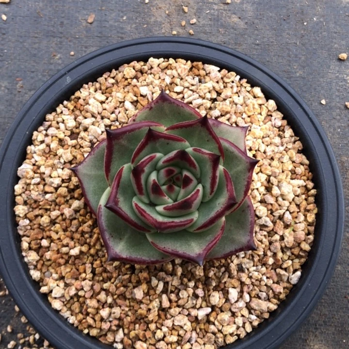 玫瑰花叶形00000000000001