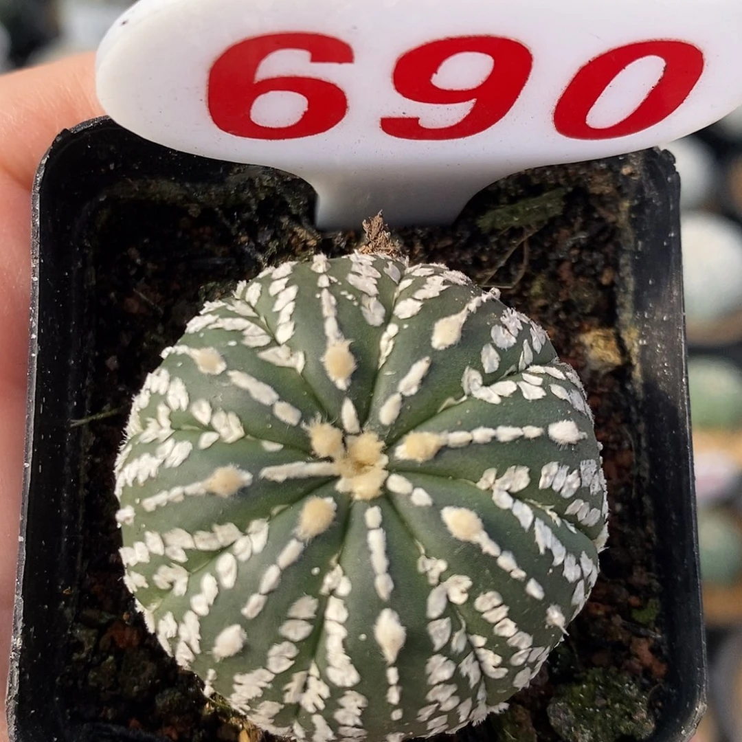 690连线兜特价福利