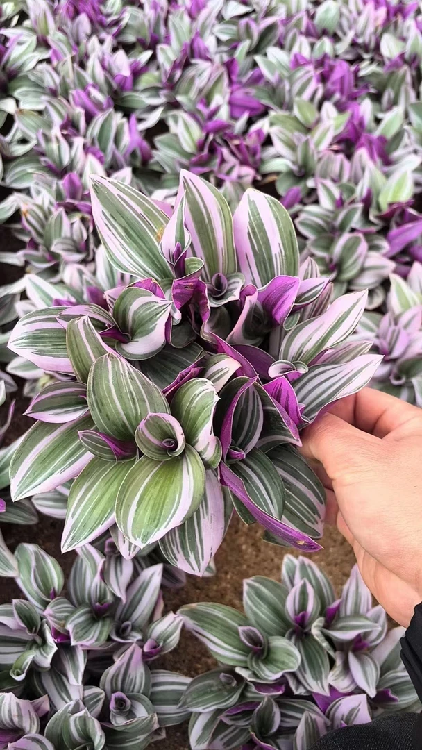 【新疆包邮】绿植盆栽吊兰婚礼油画网红盆栽