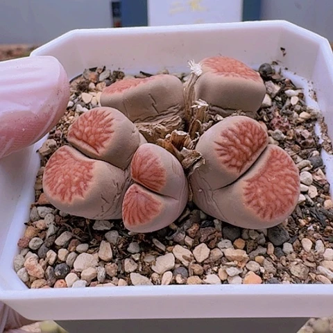 萨****杨1849菊红窗菊花纹群生带盆特价