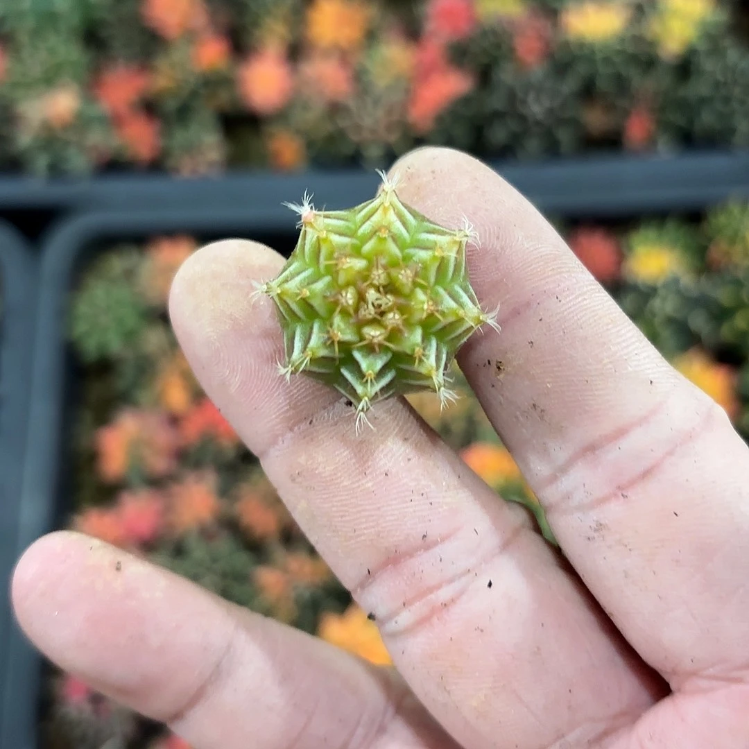 泰国米哈实生935-1118