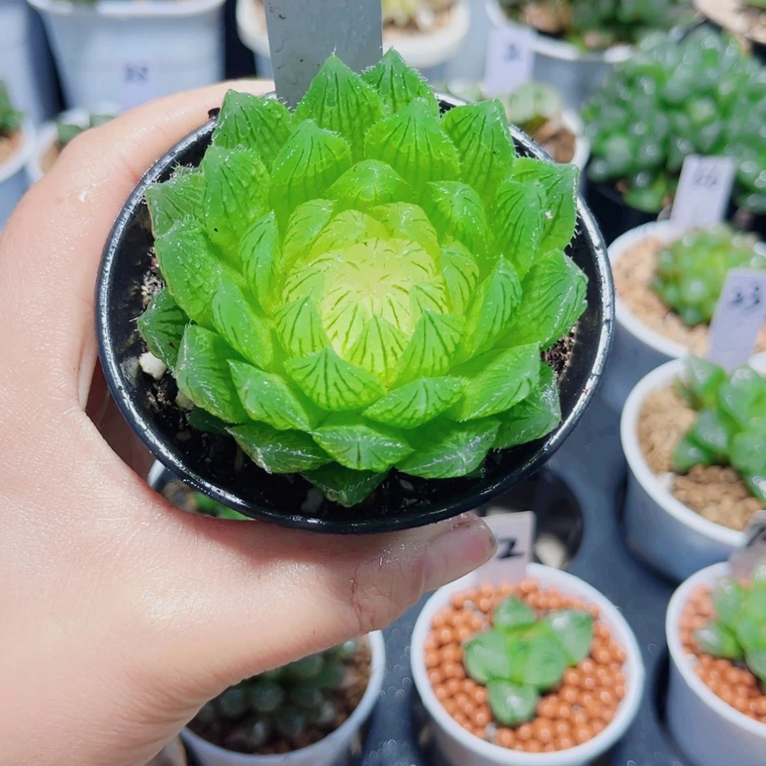 白莲花多肉植物6666