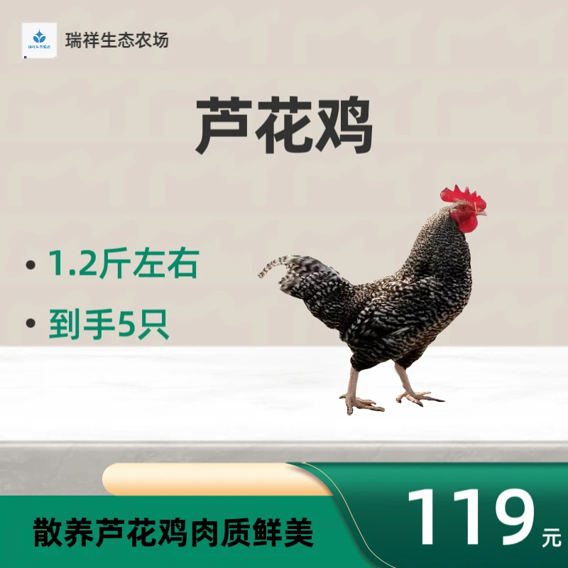 纯种芦花鸡肉质鲜美