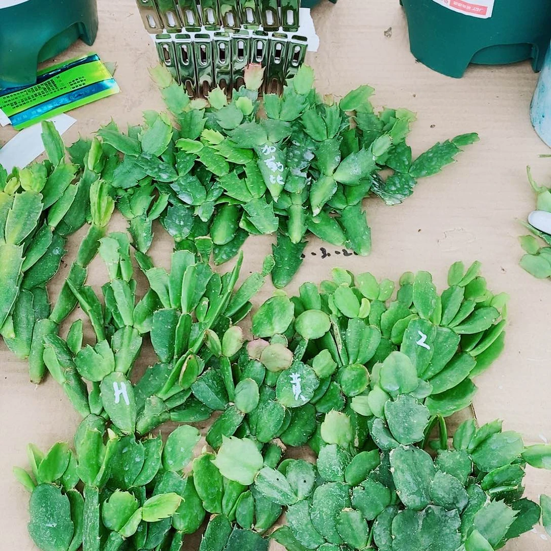 用***7无花朵叶片福利一物一拍