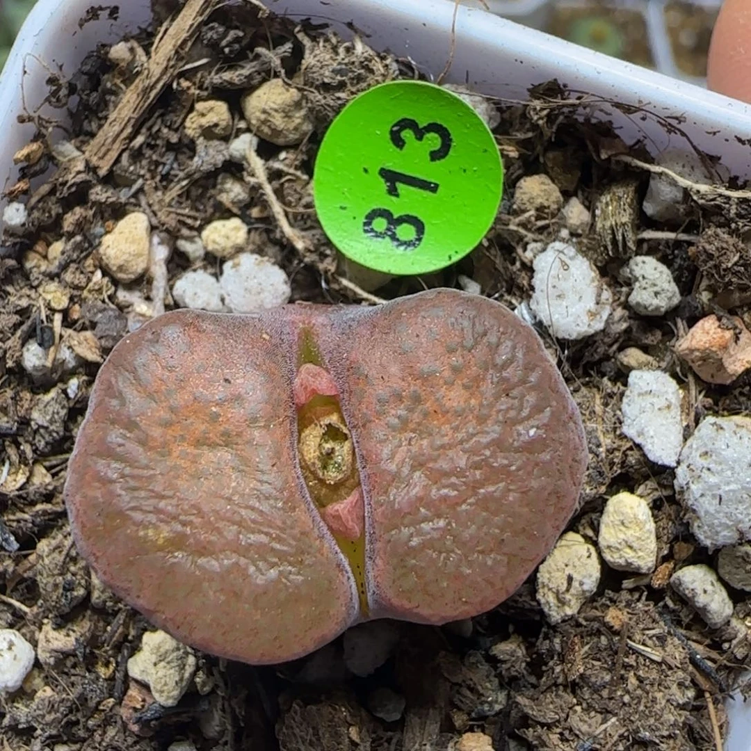 腰子窗多肉植物813