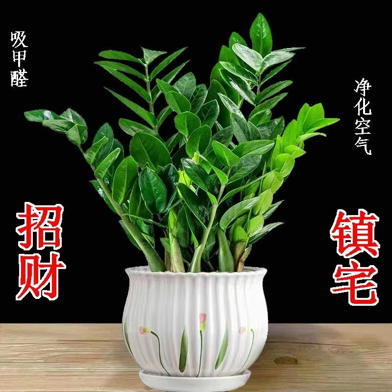 四季常青新款招财树绿植茶室盆景室内植物客厅新款金钱树盆栽