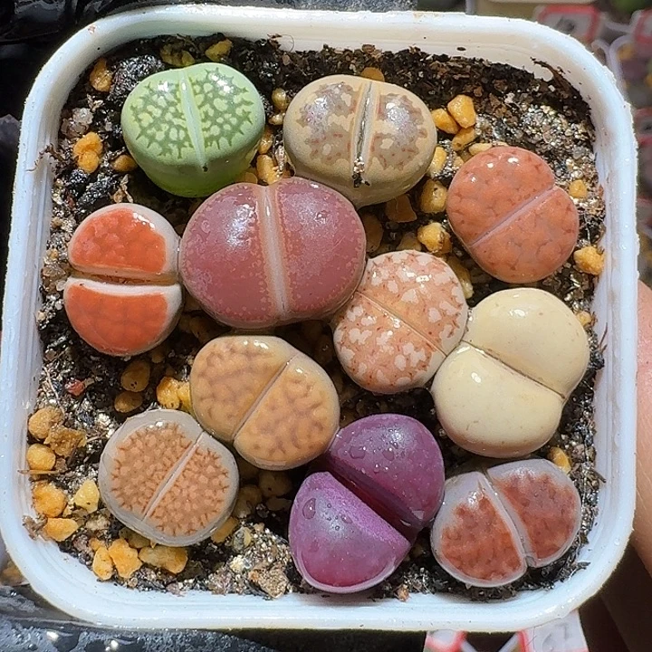 生石花1112222。  365